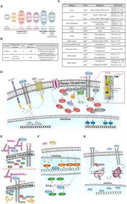 Regulation of FGF10 Signaling in Development and Disease